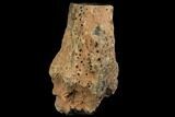Long Triassic Petrified Wood (Woodworthia) Log - Zimbabwe #143935-1